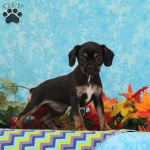 Tootsie, Boston Terrier Mix Puppy